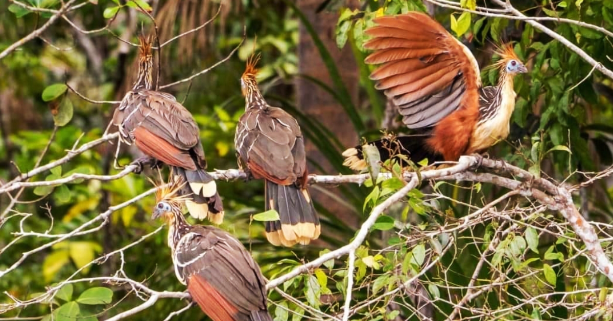 Fauna en el Parque Madidi (Foto: Mauricio Pacheco)